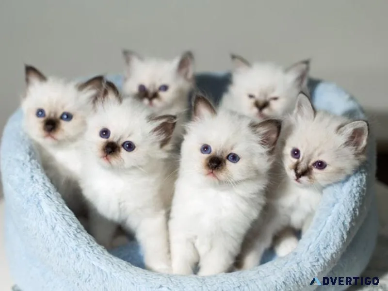 Birman Kittens For Sale  Birman cats Cattery