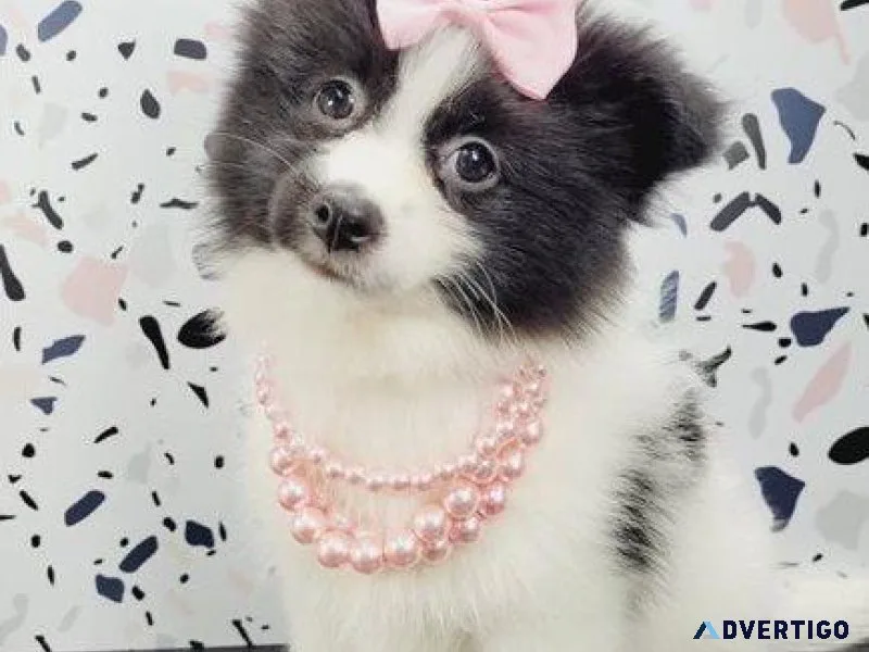 loveing Pomeranian Puppies for sale