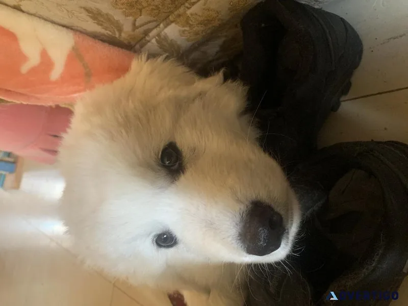 Maremma puppy