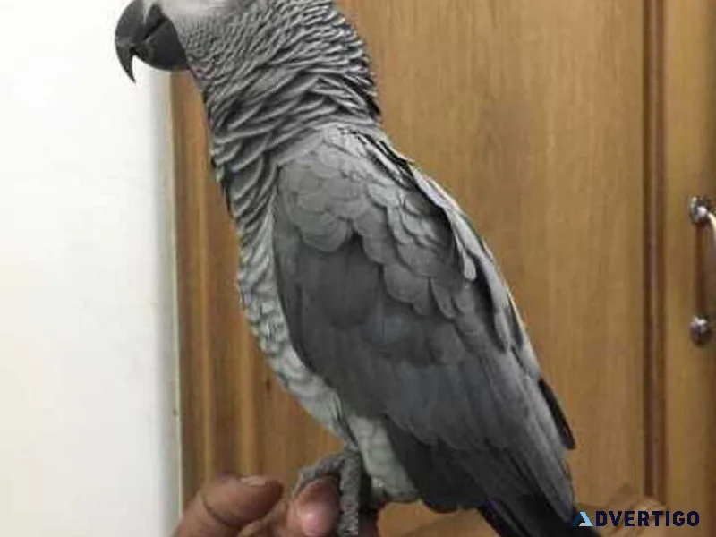 CUTE African grey parrots