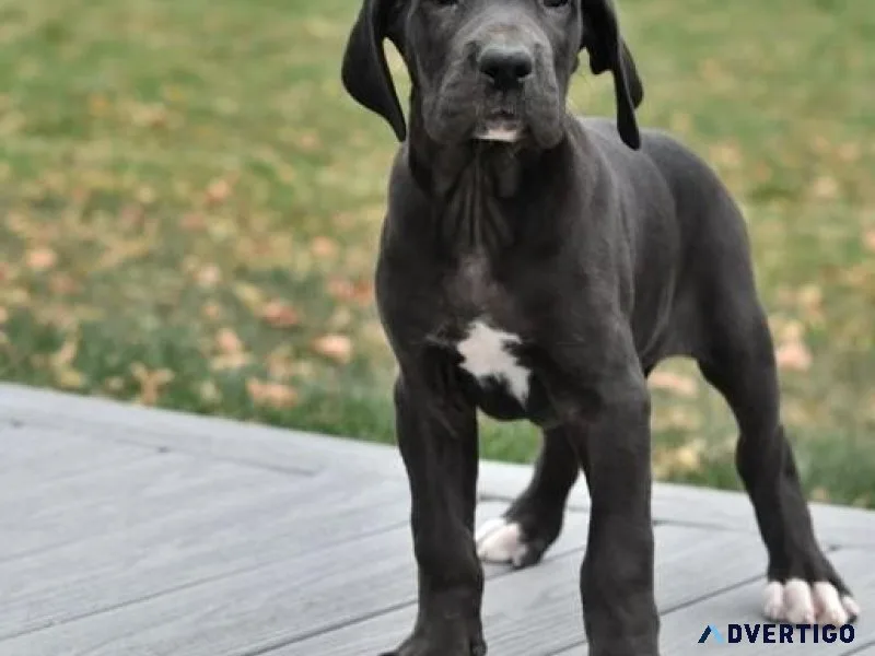 AKC Great Dane puppies girls and boys available now.