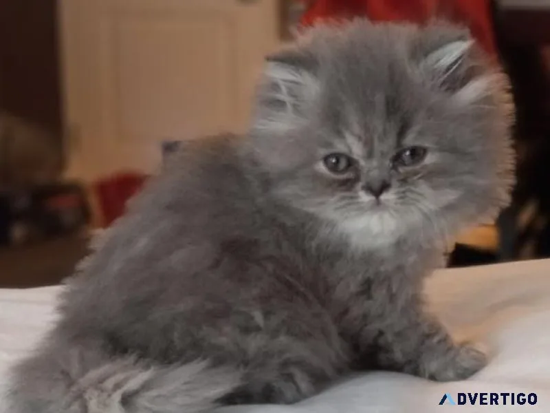 Purrrfect Persian kittens