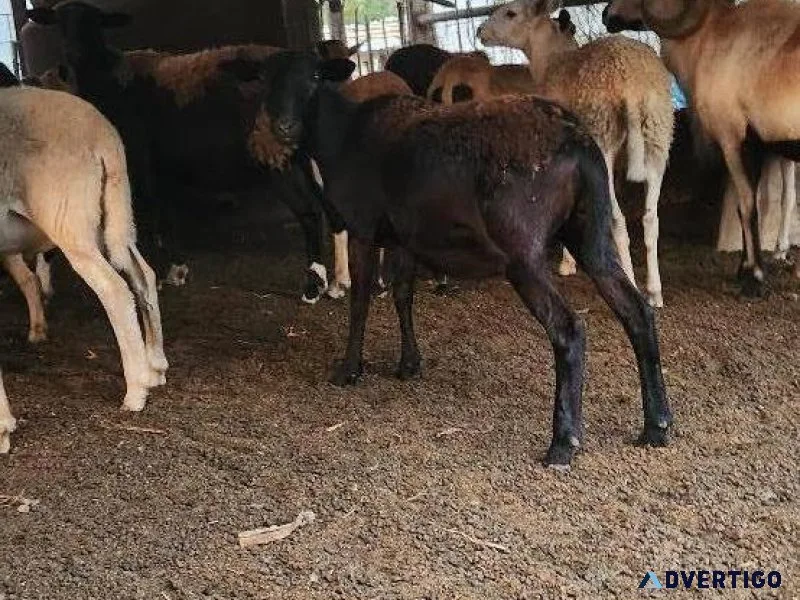 GOATS AND SHEEP FOR SALE