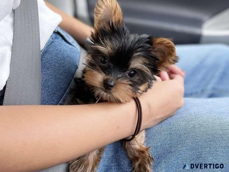 Yorkie Puppies for Sale