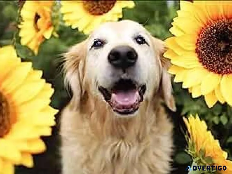 SUNFLOWER PET SITTING