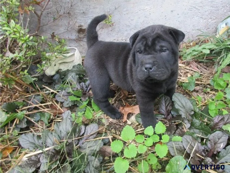 Super adorable Chinese Shar-Pei Puppies.