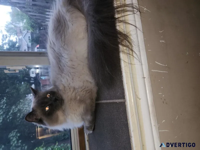 Male fixed male rag doll a year  and halfhalf