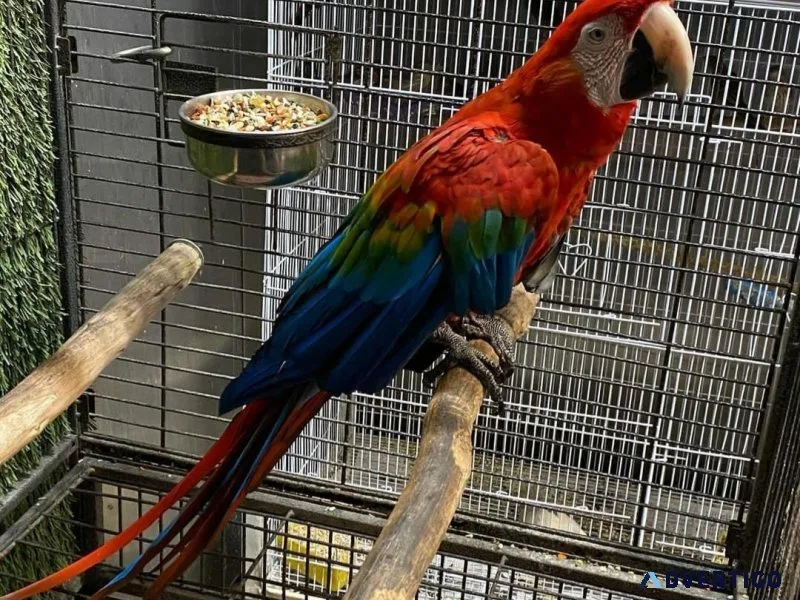 African greys and Macaws barbies