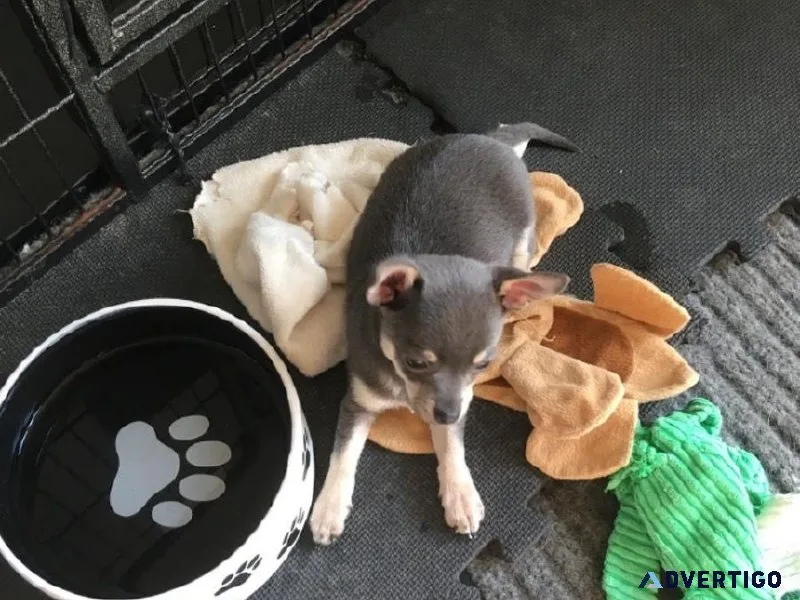 Chihuahua puppies ( beautiful and adorable )