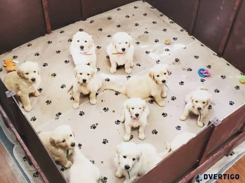 Amazing litter of 10 healthy Golden Retriever Puppies for Sale