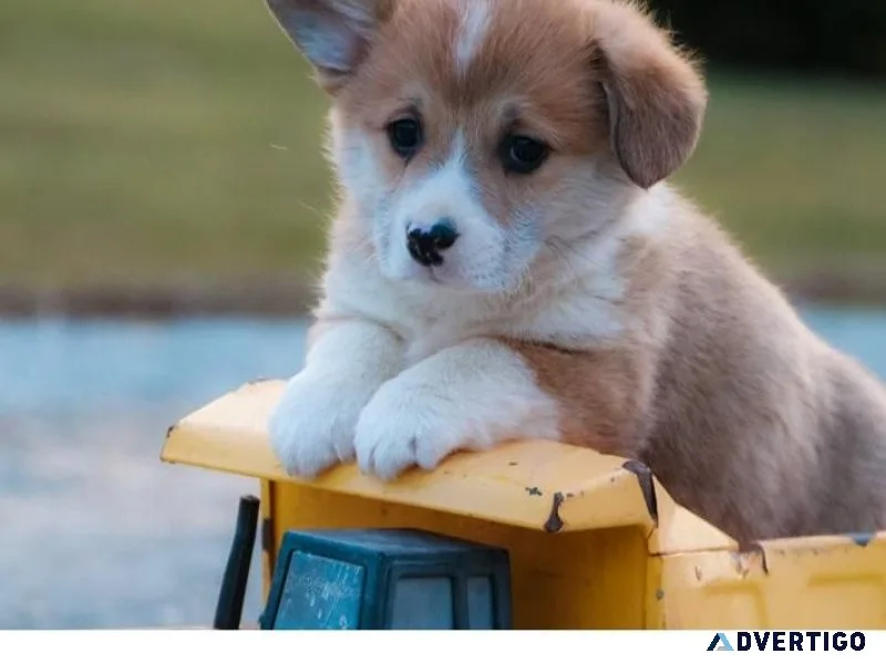 Lovely Corgi puppis for sale