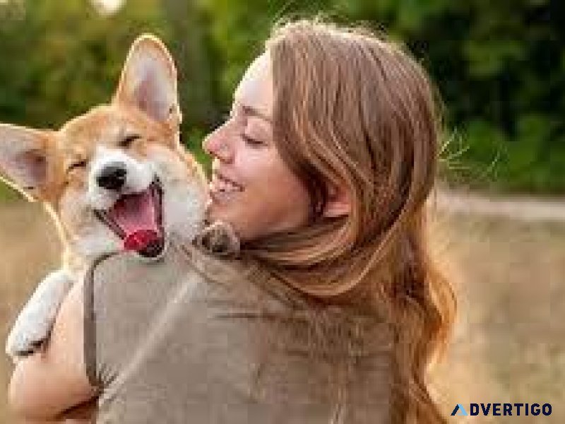 Trusted Pet Clinic in Sector 137 Noida  Vet Land Pet Clinic