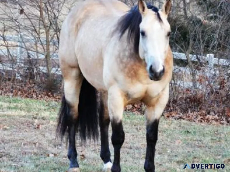 ShowTime Buckskin Gelding Kids Safe. ONCE IN A LIFETIME GELDING