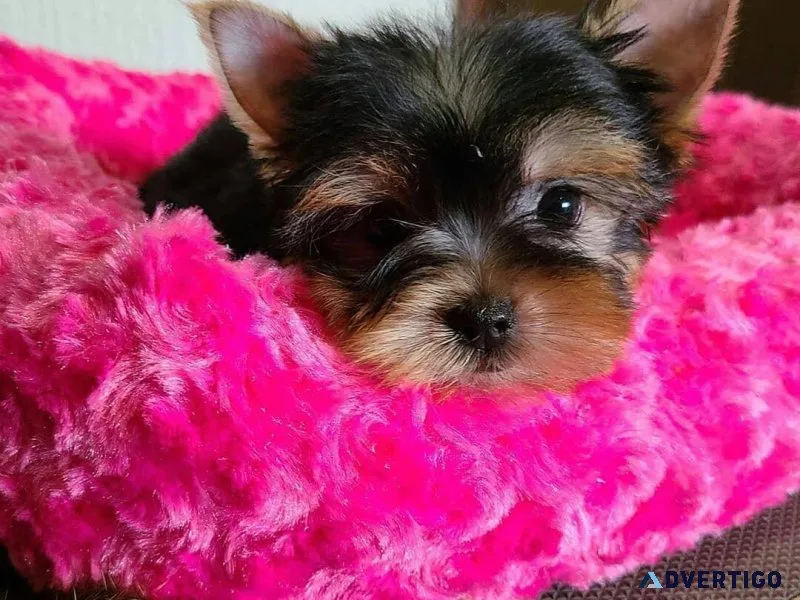 ntjrrt Yorkshire terrier puppies