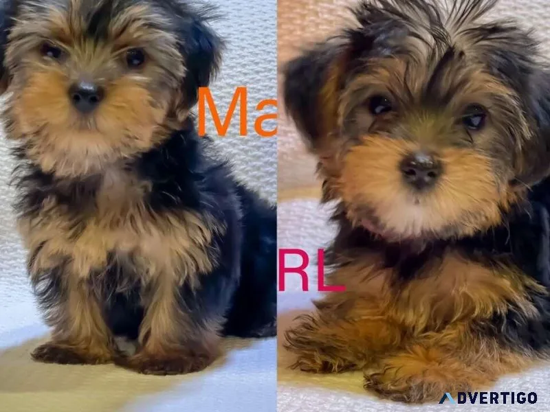 Toy AKC (Yorkie) Yorkshire Terrier Puppies READY