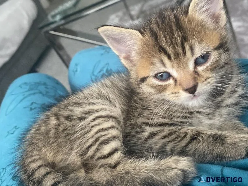 Kitten 8 weeks male