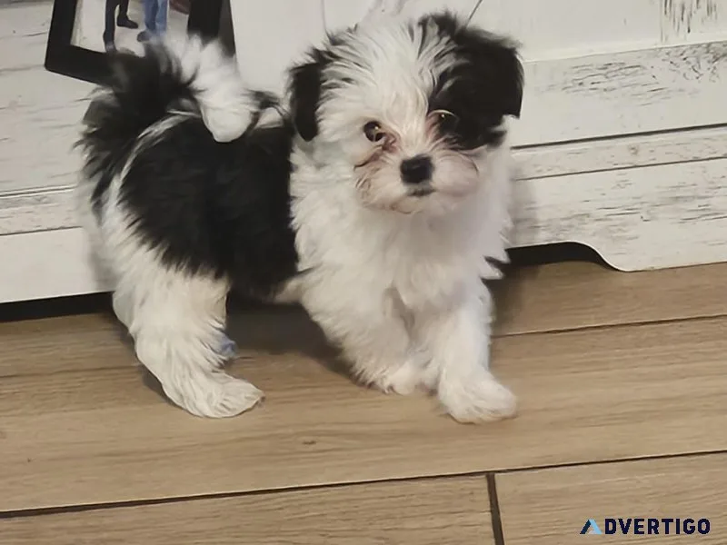 Female Morkie Puppies