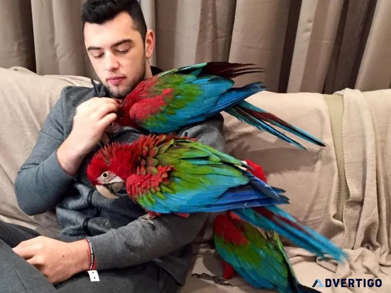 Amazing Green Wings Macaws for sale
