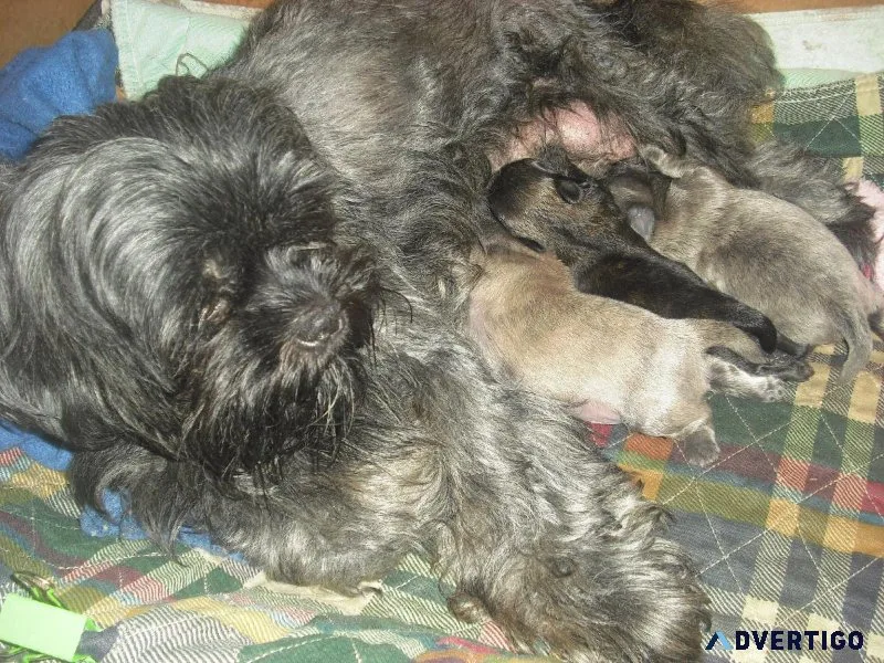 AKC Shih Tzu PUPS