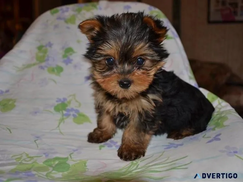 hrejre Yorkshire Terrier Puppies