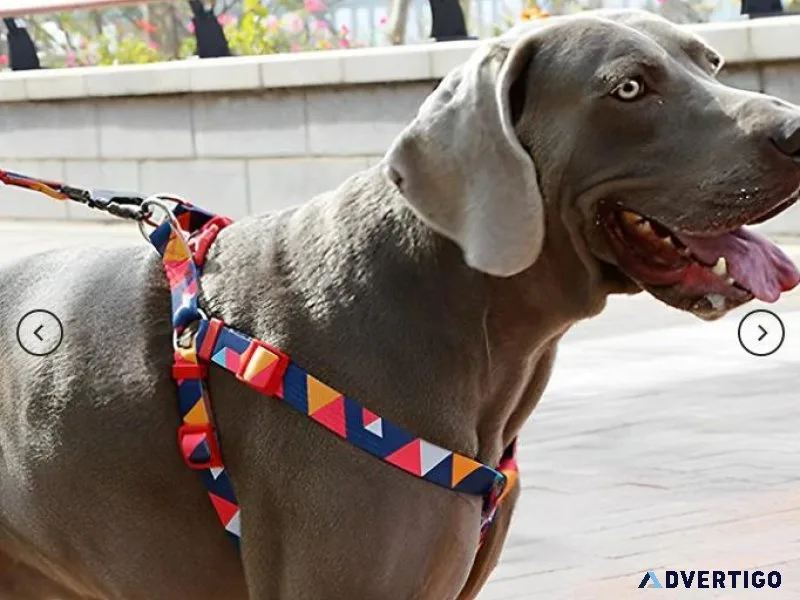 Stylish Thickened Dog CollarandLeash Set  lovepetin