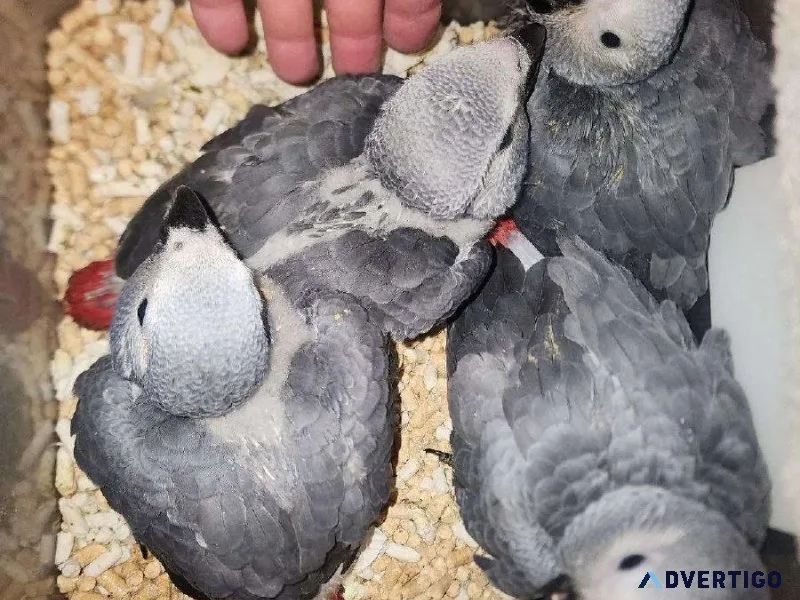 4 month old African Grey Congo Babies Available