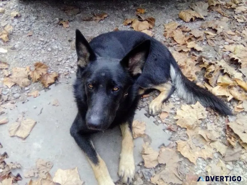Male Lycan shepherd for stud service kanahawa county West Virgi