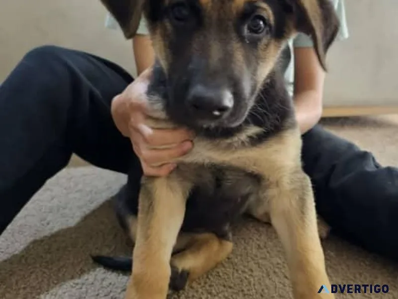 Purebred German Shepherd Puppies