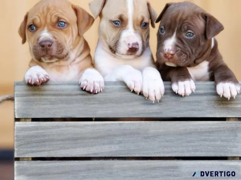 Tri American Bully Puppies