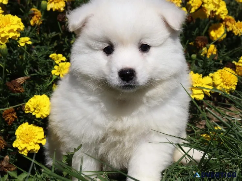 Amy Female American Eskimo