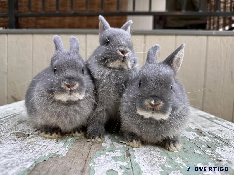 Netherland dwarf bunnies available for adoption