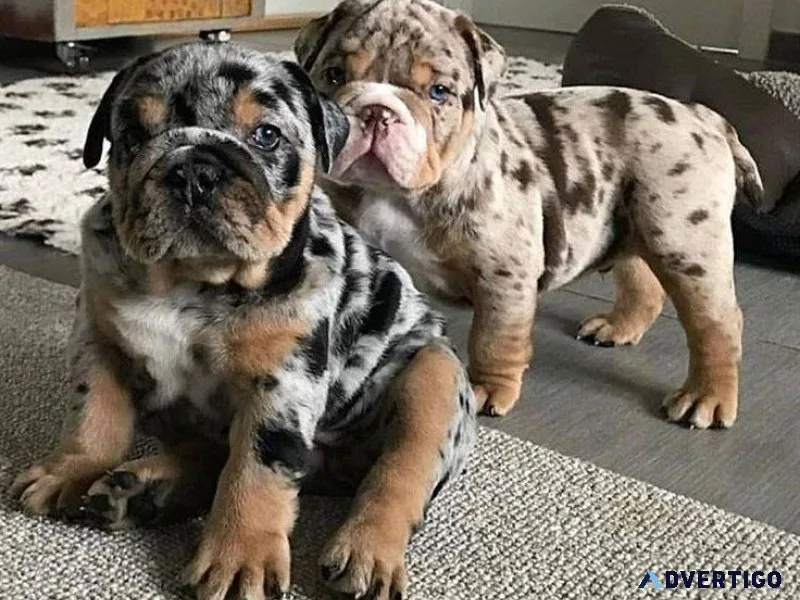 Wrinkled English BUlldog Puppies