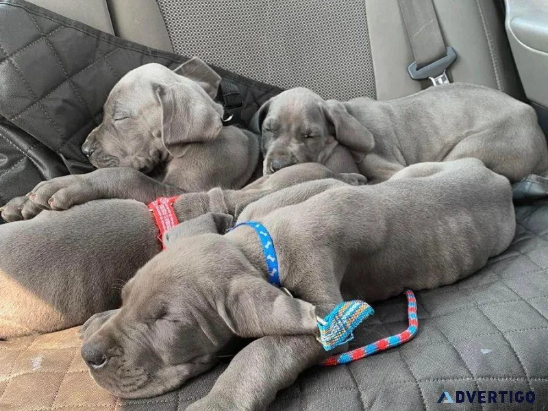 Blue Great dane puppies available now