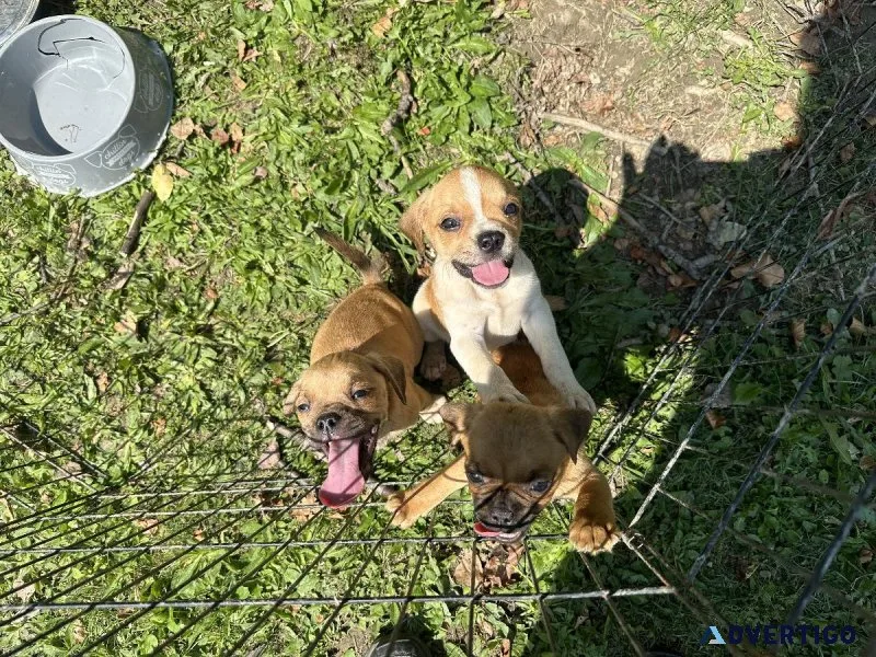 Puggle Puppies