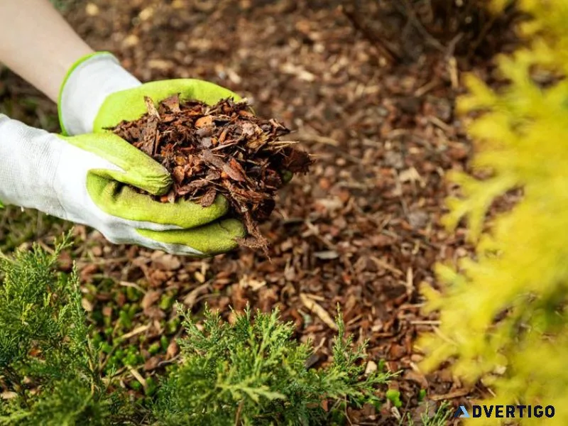 Things To Consider Before Doing a Tree Removal