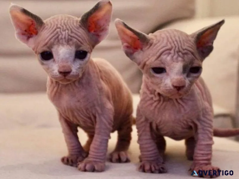 Two boys are ready for their new home