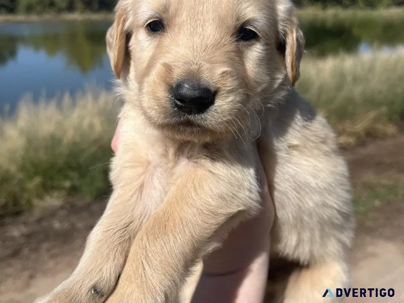 AKC golden retriever puppies