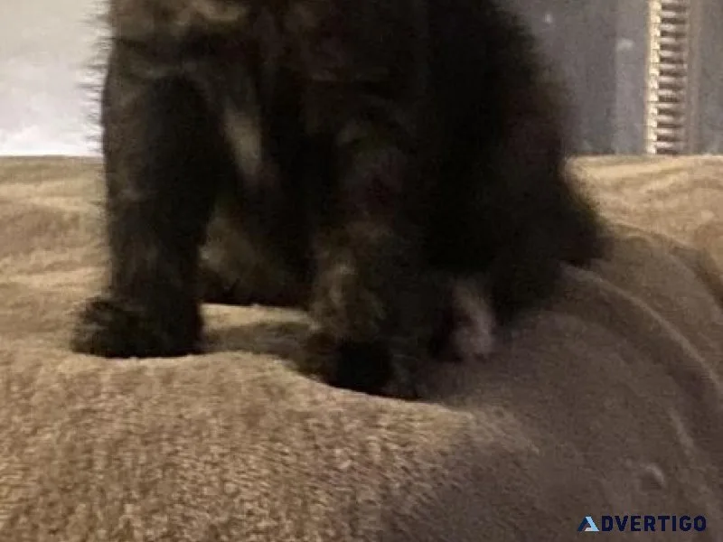 Kittens looking for a good home