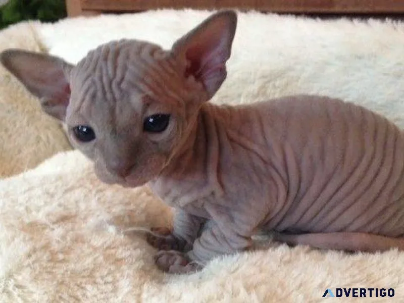 Magnificent cute Registered Sphynx Kitten available