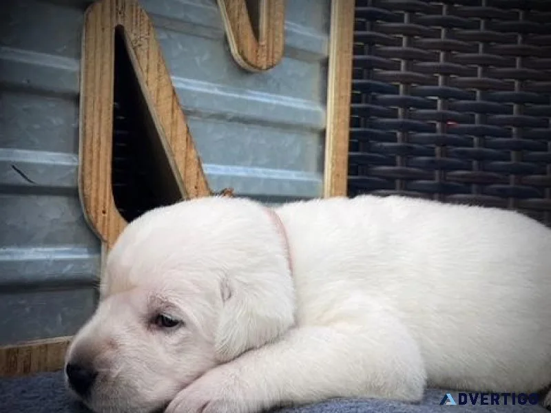 AKC Labrador Retriever