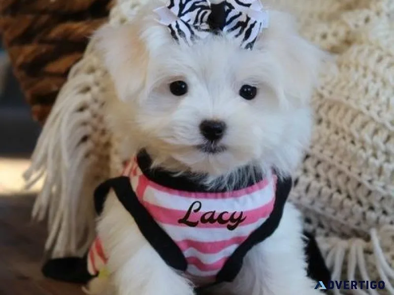 Lovely Male and Female Maltese Pups
