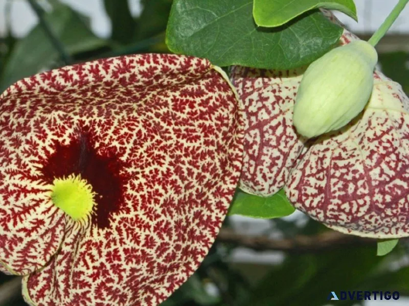 How to buy Duck Vine Plant online