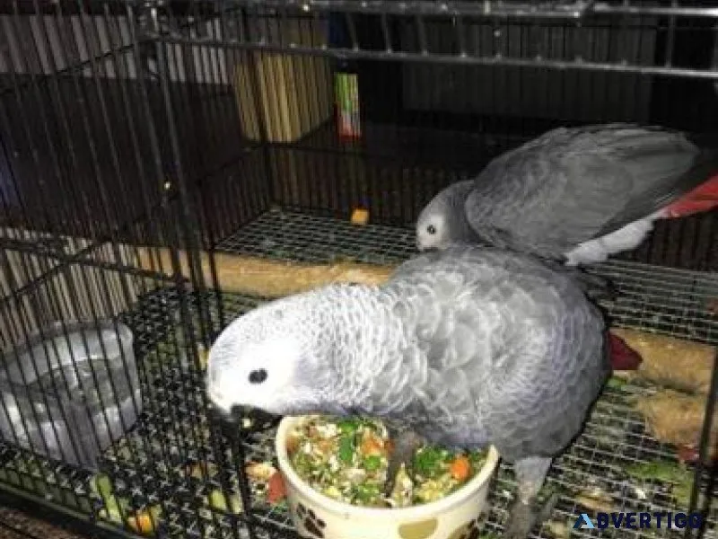 Fantastic African Grey parrots Hand-raised.