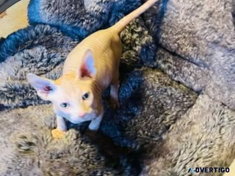 Sphynx kitten for rehoming