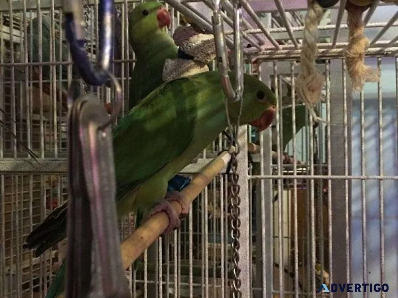 Bonded Pair Indian Ringneck for sale