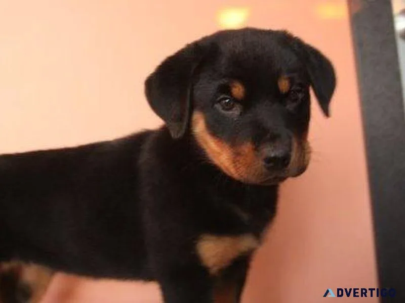 muffled expert German rottweiler puppies for Sale
