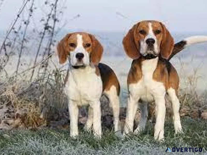 BEAGLE FOR SALE ...7300930479