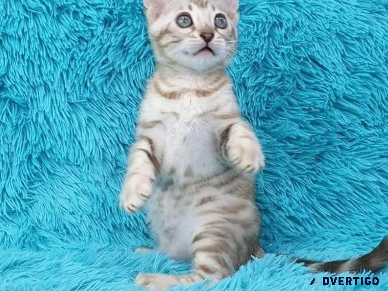 Purchase your life time home bengal babies