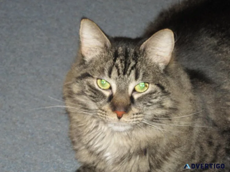 lost cat - orleans