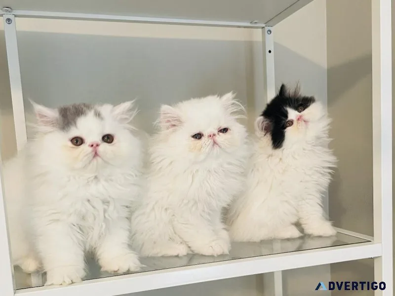 Sweet as Sugar Persian Kittens